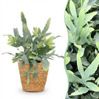 Green boutiQ - Plante d'intérieur - Phlebodium aureum Blue Star - Fougère bleue - Plante adaptée aux animaux de compagnie - Bleu - 1 plante - avec panier - Pot 12 cm - Hauteur 25 cm