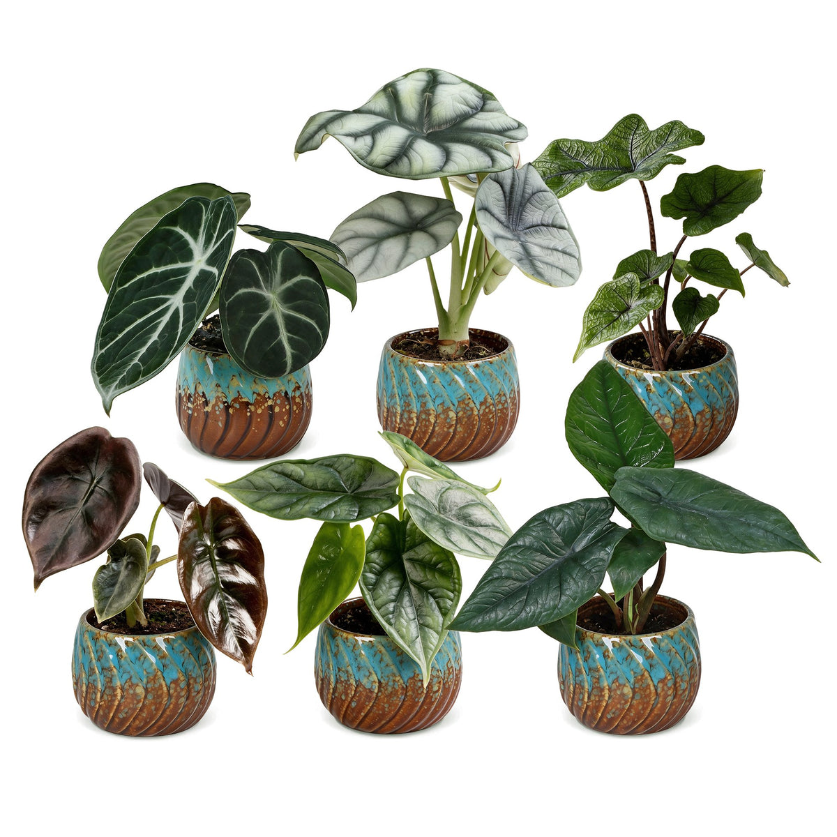 6x Baby Alocasia Familie - Red - Green - Black - Silver - Grey - Tropical - incl. Copper Reef - Ø6cm - ↕12cm