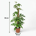 Green boutiQ - Plante d'intérieur - Mini Monstera - Monstera Minima sur tuteur - Vert - Entretien facile - 1 plante - Pot 19cm - Hauteur 90cm