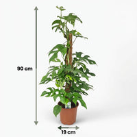 Green boutiQ - Kamerplant - Mini Gatenplant - Monstera Minima Mosstok - Groen - Weinig onderhoud - 1 Plant - Pot 19cm - Hoogte 90cm