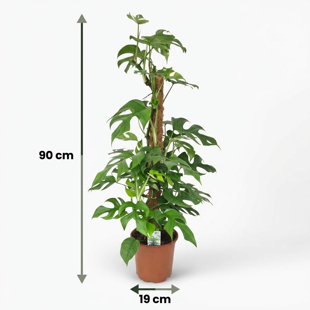 Green boutiQ - Plante d'intérieur - Mini Monstera - Monstera Minima sur tuteur - Vert - Entretien facile - 1 plante - Pot 19cm - Hauteur 90cm
