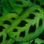 Green boutiQ - Zimmerpflanze - Maranta Fascinator Kerchoveana - Gebetspflanze - Haustierfreundlich - Grün - 4 Pflanzen - Topf 12cm - Höhe 30-35cm