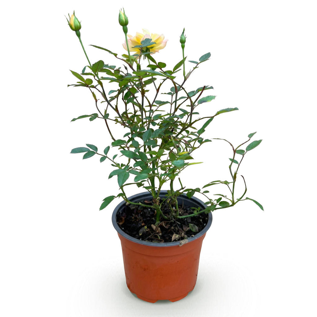 Green boutiQ - Rosier de jardin - Rosa Tricolor Fairy - Rosier - Rustique - Jaune-Rose - 1 plante - Pot 12 cm - Hauteur 20-25 cm