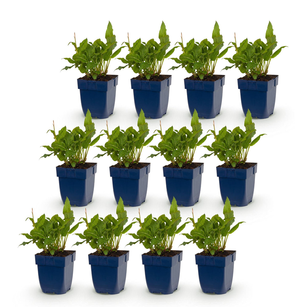 Green boutiQ - Plante vivace - Persicaria ampl. Rosea - Renouée - Ombre - Rose - 12 Plantes - Pot 11cm - Hauteur 15-25cm
