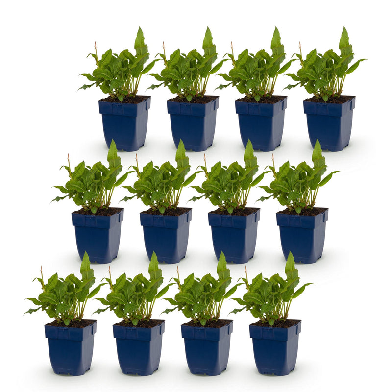 Green boutiQ - Vasteplant - Persicaria ampl. Rosea - Duizendknoop - Schaduw - Roze - 12 Planten - Pot 11cm - Hoogte 15-25cm