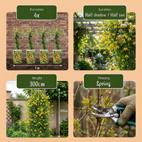 6x Clematis tangutica - Golden clematis - Yellow - Climber - Ø9cm - ↕35cm