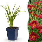 Green boutiQ - Plante vivace - Hemerocallis Autumn Red - Hémérocalle - Attire les abeilles et les papillons - Rouge - 1 plante - Pot 11 cm - Hauteur 15-25 cm
