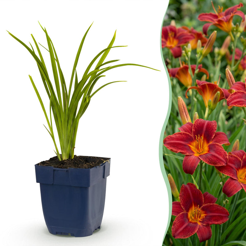 Green boutiQ - Vasteplant - Hemerocallis Autumn Red - Daglelie - Bijen en Vlinderlokkers - Rood - 1 Plant - Pot 11cm - Hoogte 15-25cm