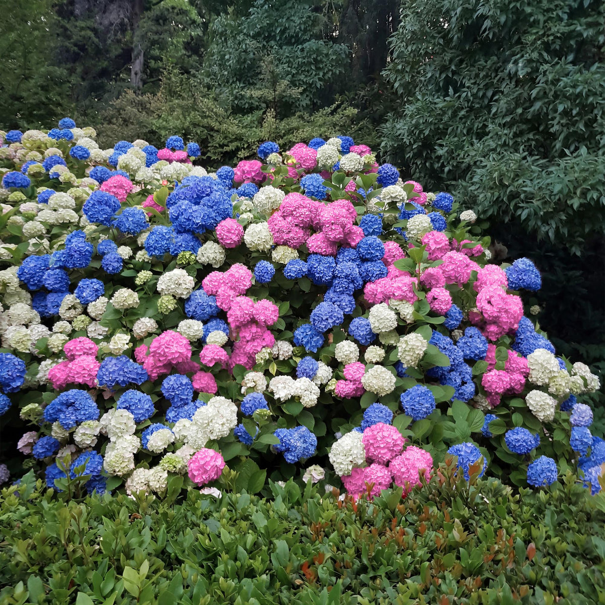 Green boutiQ - Hortensia - Hydrangea macrophylla Tricolour - Bloem Blauw, Roze en Wit  - 3 Planten - Bladverliezend - Weinig Onderhoud - Pot 17cm Hoogte 30cm
