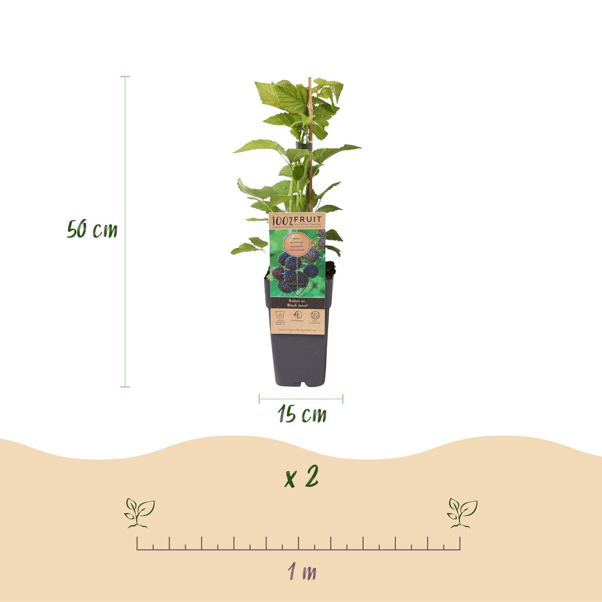 Green boutiQ - Fruitplant - Rubus occ. Black Jewel - Bramenplant - Winterhard - Zwarte Braam - 2 Planten - Pot 15cm - Hoogte 50cm