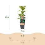 Green boutiQ - Plant fruitier - Rubus occ. Black Jewel - Framboisier noir - Rustique - Mûre noire - 2 plantes - Pot 15cm - Hauteur 50cm
