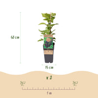 Green boutiQ - Fruitplant - Rubus occ. Black Jewel - Bramenplant - Winterhard - Zwarte Braam - 2 Planten - Pot 15cm - Hoogte 50cm