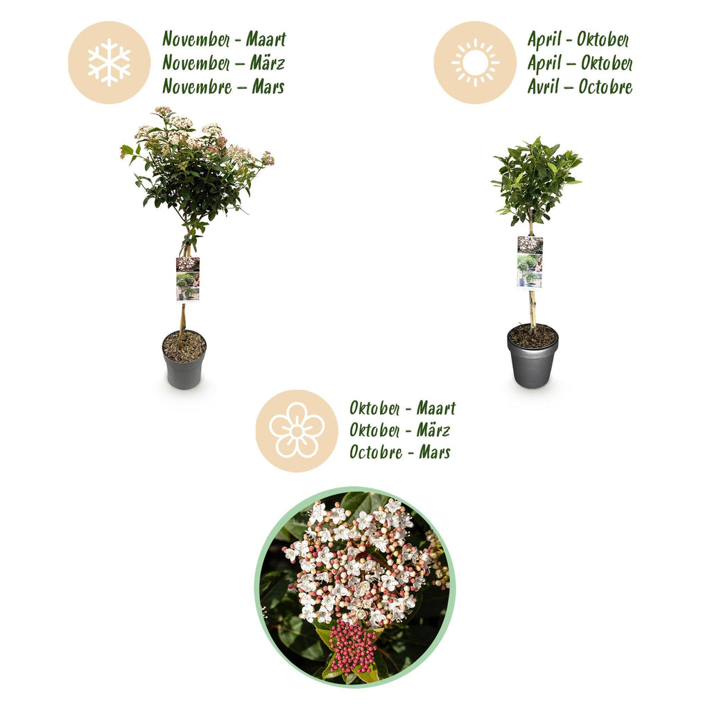Green boutiQ - Plante sur tige - Viburnum tinus - Plante de terrasse - Persistant - Rustique - Fleur blanc-rose - Pot 19cm Hauteur 90cm