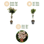 Green boutiQ - Plante sur tige - Viburnum tinus - Plante de terrasse - Persistant - Rustique - Fleur blanc-rose - Pot 19cm Hauteur 90cm