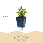 Green boutiQ - Stauden - Nepeta Tricolor - Katzenminze - Bienen- und Schmetterlingsmagneten - Violett - Rosa - Weiß - 6 Pflanzen - Topf 11cm - Höhe 15-25cm