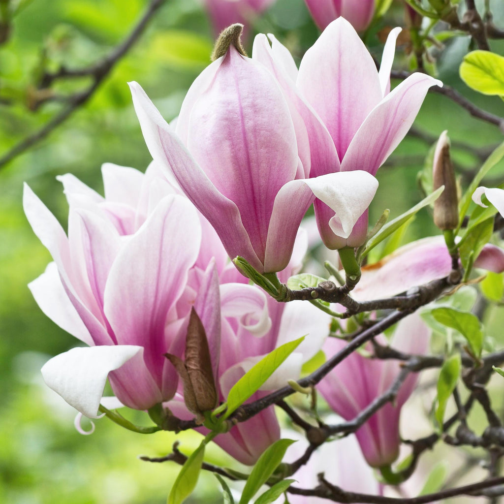 Green boutiQ - Plante de jardin - Magnolia George Henry Kern - Fleur rose - 1 plante - Caduc - Peu d'entretien - Pot 12 cm Hauteur 30 cm