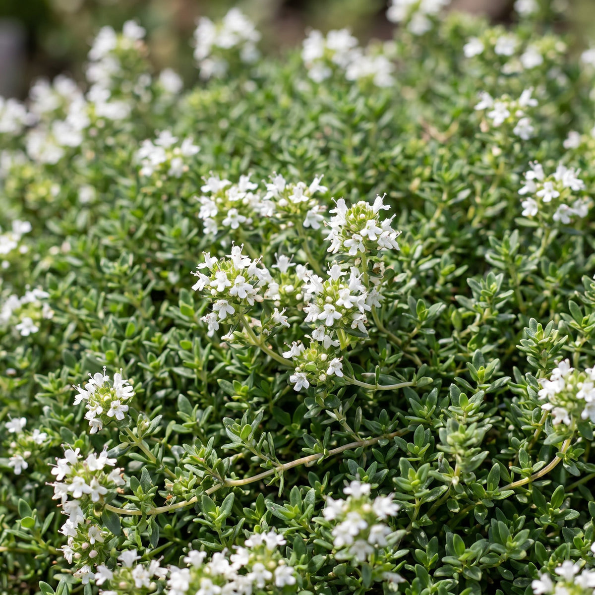 Green boutiQ - Perennial - Thymus praecox Albiflorus - White creeping thyme - Fragrant - White - 1 Plant - Pot 11cm - Height 15-25cm