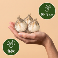 160x Bulb Garden Allium - Bollentuinsierui - Diversen - Zomerbloeier - Bolmaat 10/12
