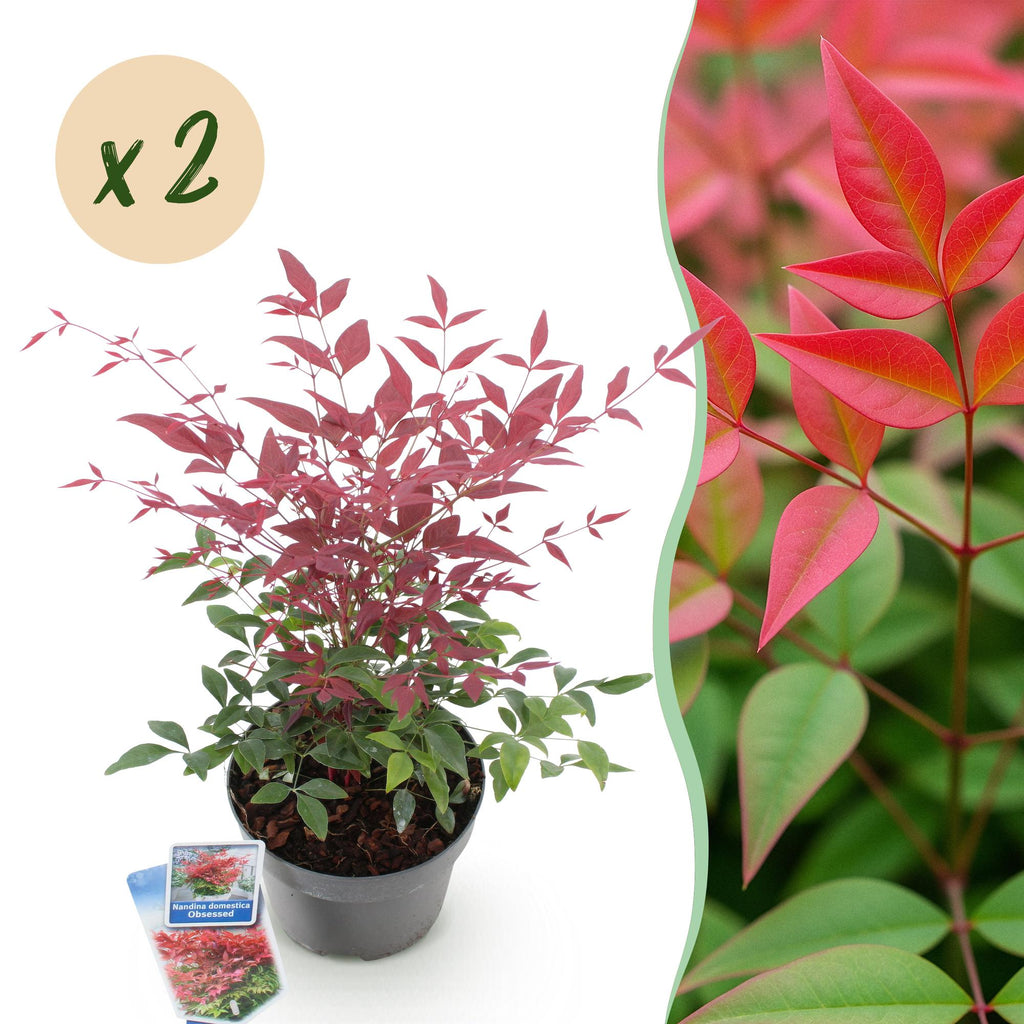Green boutiQ - Gartenpflanze - Nandina Obsessed - Rot - 2 Pflanzen - Immergrün - Pflegeleicht - Topf 17cm Höhe 45cm
