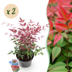Green boutiQ - Gartenpflanze - Nandina Obsessed - Rot - 2 Pflanzen - Immergrün - Pflegeleicht - Topf 17cm Höhe 45cm