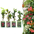 8x Plantes grimpantes Rainbow Colorful - Rose clair - Blanc - Violet - Grimpante - Ø9cm - ↕35cm