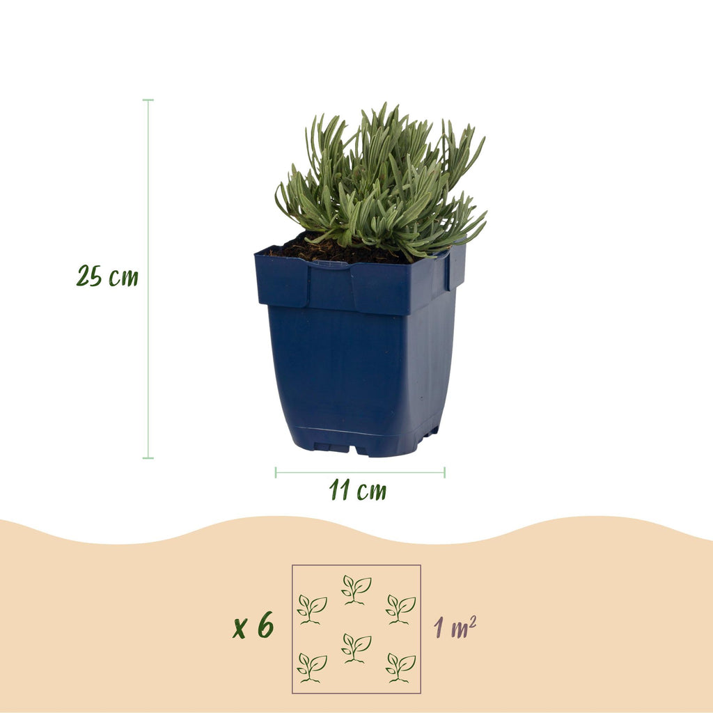 Green boutiQ - Plante vivace - Lavandula Tricolour - Lavande - Parfumée - Bleu - Rose - Blanc - 24 plantes - Pot 11cm - Hauteur 15-25cm