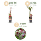 Green boutiQ - Plant fruitier - Vaccinium cor. Pink Lemonade - Myrtille rose - Rustique - Baie rose - 2 plantes - Pot 15cm - Hauteur 50cm
