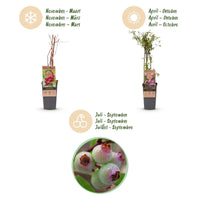 Green boutiQ - Fruitplant - Vaccinium cor. Pink Lemonade - Roze Bosbes - Winterhard - Roze Bes - 2 Planten - Pot 15cm - Hoogte 50cm