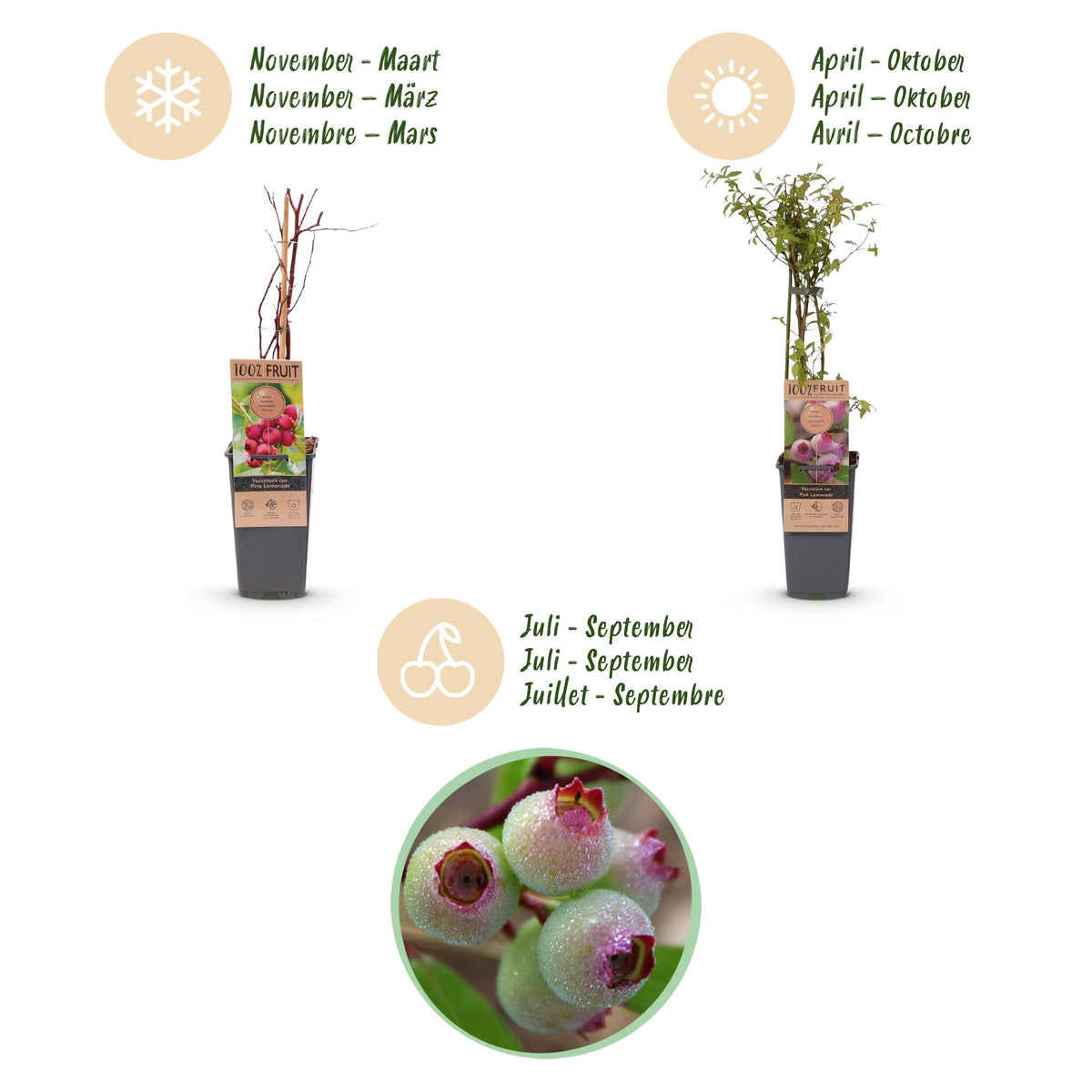 Green boutiQ - Plant fruitier - Vaccinium cor. Pink Lemonade - Myrtille rose - Rustique - Baie rose - 2 plantes - Pot 15cm - Hauteur 50cm