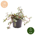 Pilea Glaucophylla Greyzy - Greyzy artillery plant - Grey - Red - Tropical - Ø6cm - ↕10cm