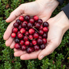 Green boutiQ - Plants fruitiers - Myrtille - Vaccinium macrophylla Early Black - Rustique - 6 plantes - Pot 9 cm - Baie rouge foncé