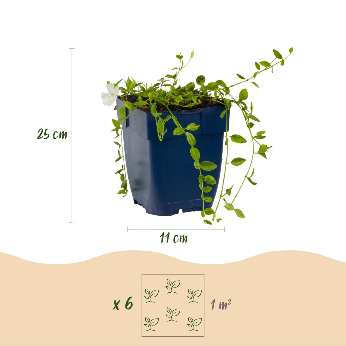 Vasteplant - Vinca minor Alba - Maagdenpalm - Bodembedekkend - Wit - 12 Planten - Pot 11cm - Hoogte 15-25cm