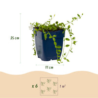 Vasteplant - Vinca minor Alba - Maagdenpalm - Bodembedekkend - Wit - 12 Planten - Pot 11cm - Hoogte 15-25cm