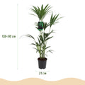 Green boutiQ - Plante d'intérieur - Howea Forsteriana - Kentia Palm - Peu d'entretien - Vert - 1 Plante - avec Pot Gris - Pot 21cm - Hauteur 120-130cm