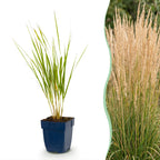 Green boutiQ - Gräser - Molinia arund. Karl Foerster - Pfeifengras - Mit Rispen - Grün - 24 Pflanzen - Topf 11cm - Höhe 15-25cm