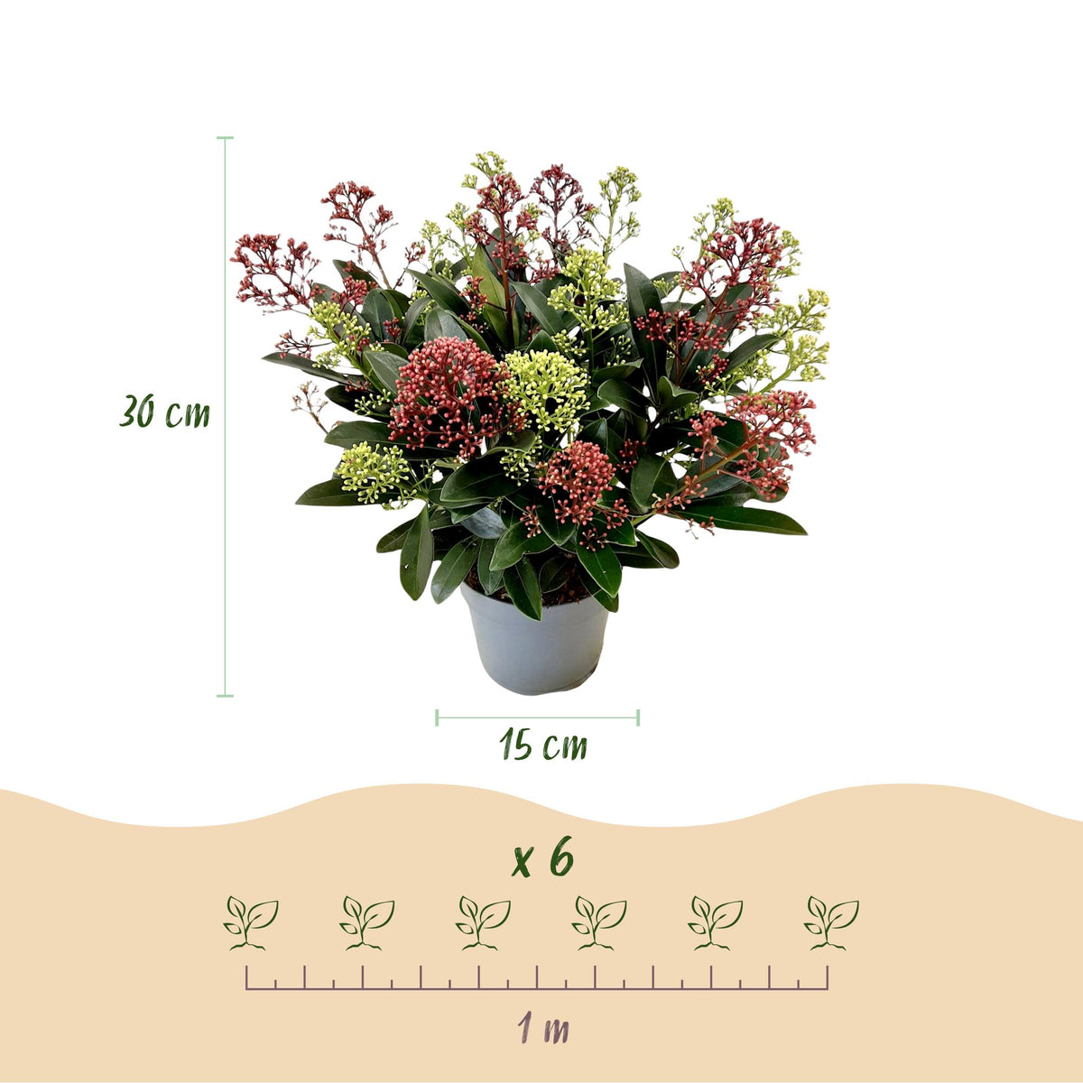 Plante de terrasse - Skimmia japonica Festival - Fleurs blanches & rouges - 15+ fleurs - 1 plante - Rustique - Pot 15 cm Hauteur 30 cm