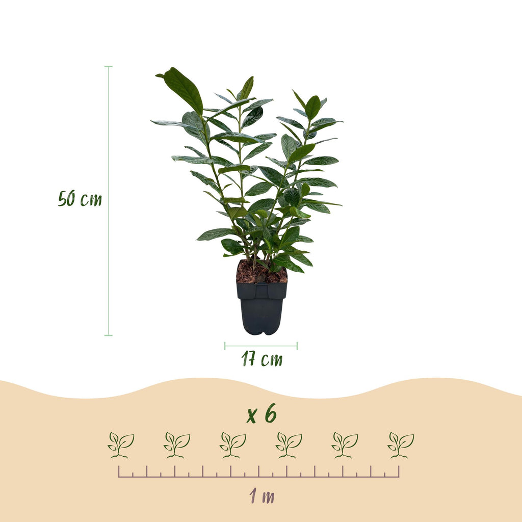 Green boutiQ - Haies - Prunus laurocerasus Novita - feuillage vert - 6 plantes - 1 mètre linéaire - persistant - pot 17 cm hauteur 50 cm