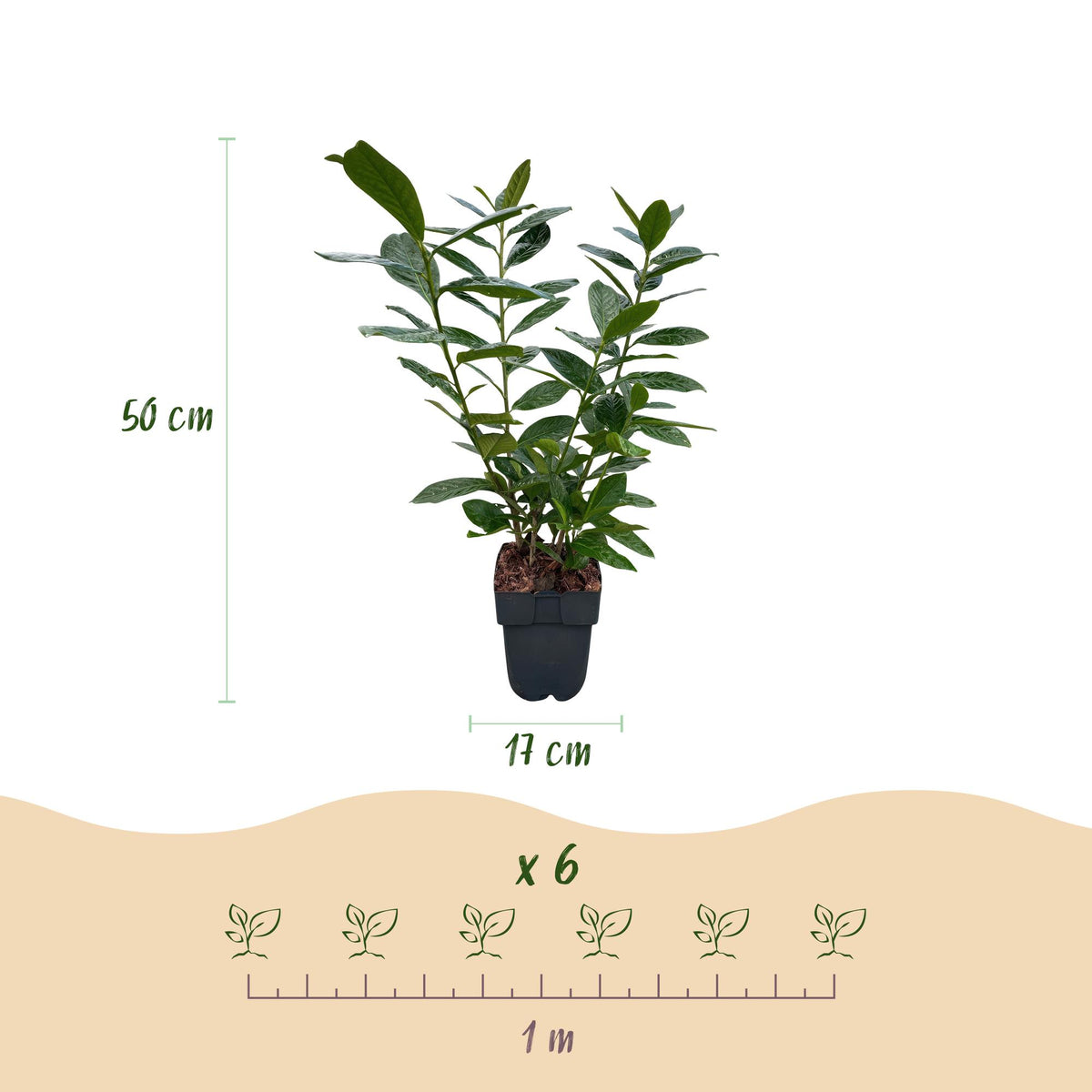 Green boutiQ - Haies - Prunus laurocerasus Novita - feuillage vert - 6 plantes - 1 mètre linéaire - persistant - pot 17 cm hauteur 50 cm