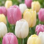 24x Tulipa Sorbet mix - Tulp Sorbet mix - Diversen - Voorjaarsbloeier - Bolmaat 11/12