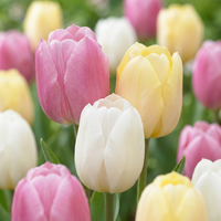24x Tulipa Sorbet mix - Tulp Sorbet mix - Diversen - Voorjaarsbloeier - Bolmaat 11/12