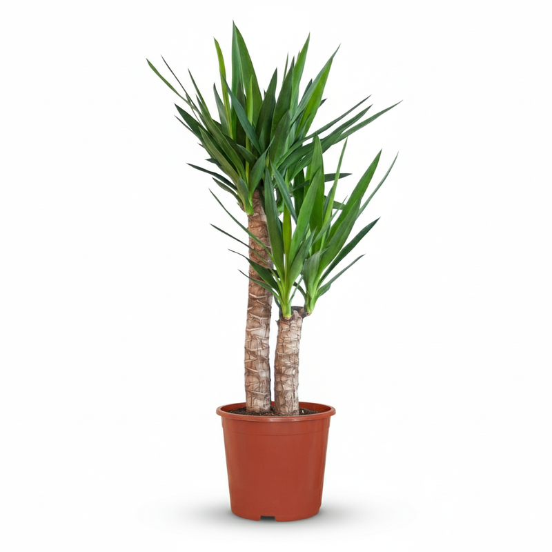Green boutiQ - Kamerplant - Yucca (Palmlelie) - Yucca Elephantipes - Groen - Weinig onderhoud - 1 Plant - Pot 21cm - Hoogte 80 - 90cm