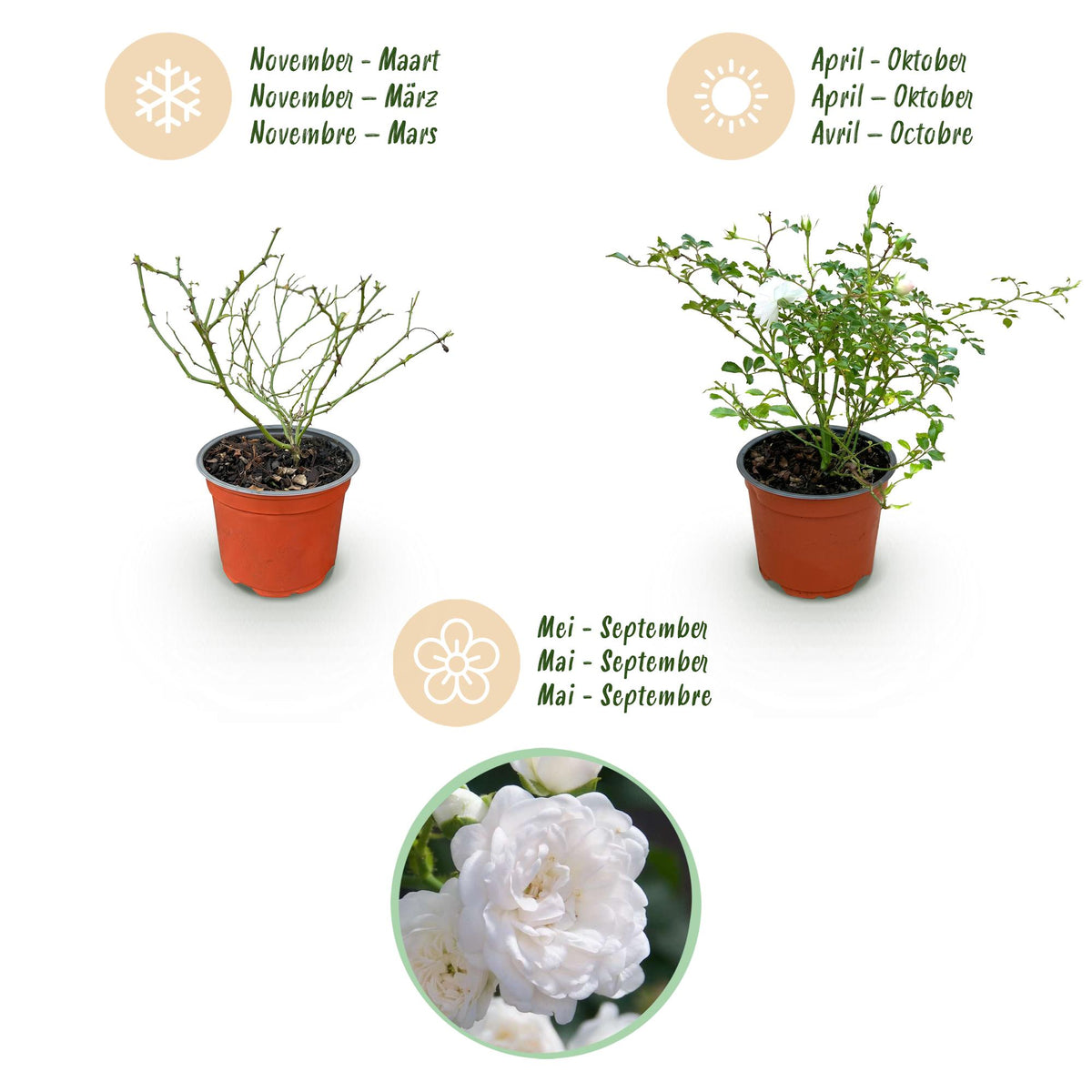 Green boutiQ - Rosier de jardin - Rosa White Fairy - Rosier - Rustique - Blanc - 1 Plante - Pot 12cm - Hauteur 20-25cm