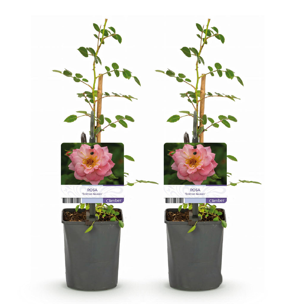 Green boutiQ - Rosier grimpant - Rosa Salmon Queen - Fleur rose pâle - Peu d'entretien - 2 plantes - Pot 11cm Hauteur 40cm