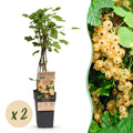 Green boutiQ - Plant fruitier - Ribes rubrum Witte Parel (Groseillier blanc) - Plant de baies - Rustique - Groseille blanche - 2 plantes - Pot 15cm - Hauteur 50cm
