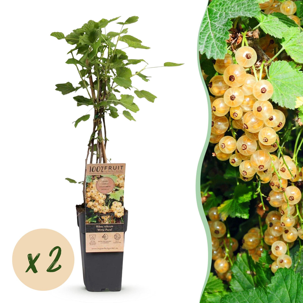 Green boutiQ - Plant fruitier - Ribes rubrum Witte Parel (Groseillier blanc) - Plant de baies - Rustique - Groseille blanche - 2 plantes - Pot 15cm - Hauteur 50cm