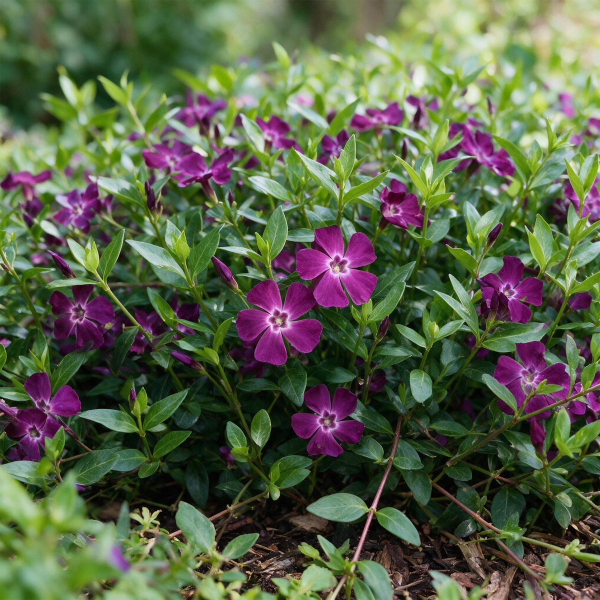 Vasteplant - Vinca minor Atropurpurea - Maagdenpalm - Bodembedekkend - Paars - 24 Planten - Pot 11cm - Hoogte 15-25cm