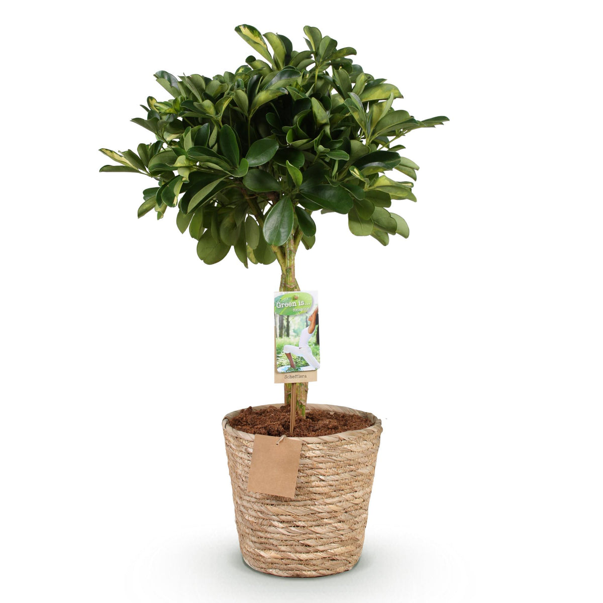 Green boutiQ - Green is… Plantes d'intérieur - Schefflera Gold Capelle - Arbre ombrelle - Peu d'entretien - avec panier - Vert - or - 1 Plante - Pot 21cm - Hauteur 70-81cm