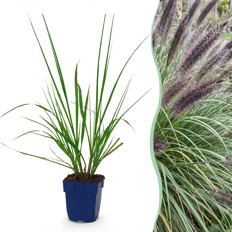 Green boutiQ - Grasses - Pennisetum alop. Black Beauty - Fountaingrass - With Plume - Green - 1 Plant - Pot 11cm - Height 15-25cm