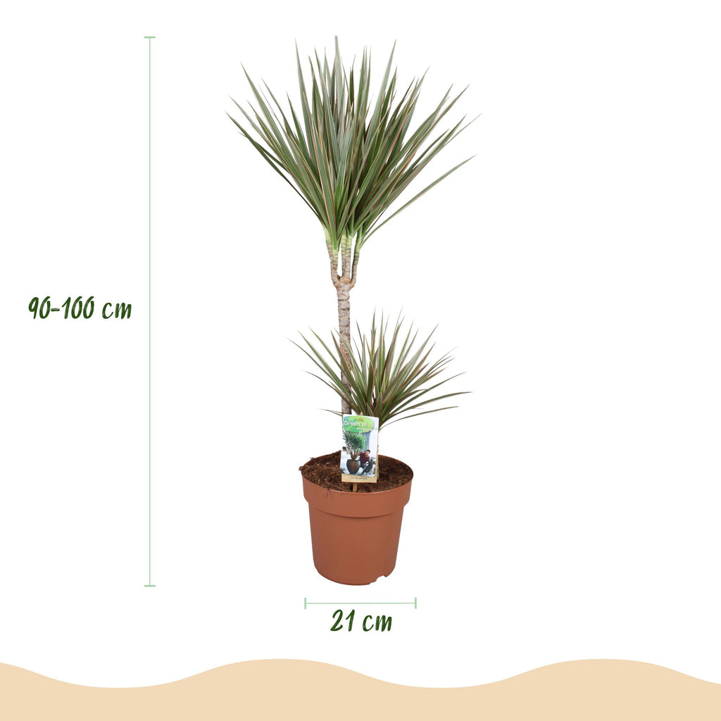 Green BoutiQ - Plantes d'intérieur - Dracaena Marginata Bicolor - Dragonnier - Peu d'entretien - Vert - 1 plante - avec pot blanc - Pot 21 cm - Hauteur 90-100 cm