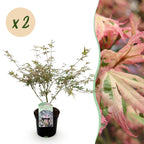 Green boutiQ - Plante de terrasse - Érable du Japon - Acer palmatum Iyoshi - Rose - 2 plantes - Caduc - Pot 19cm Hauteur 70cm